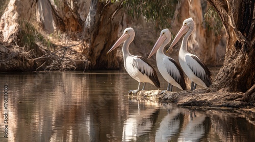 Three large water birds stand attentively at the edge of a calm body of water beside tree trunks
