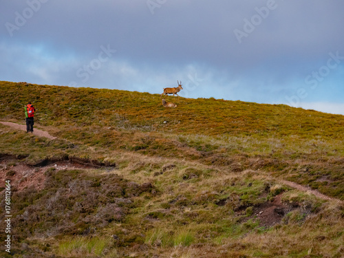 A Hiker and Two Red Stags