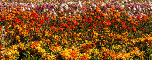 Dozens of Dahlias