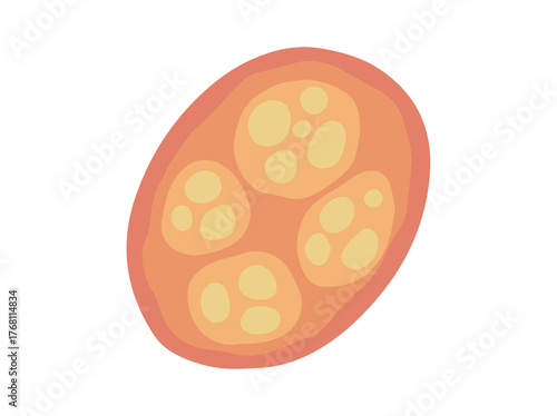 Human Parasite Coccidia Illustration
