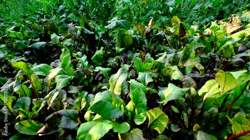 Moving camera sideways left to right showing nicely growing beetroots in organic vegetable garden