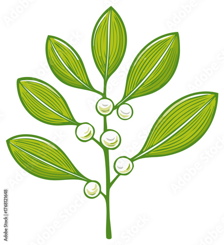 Stylized green mistletoe branch with white berries, a festive winter plant illustration