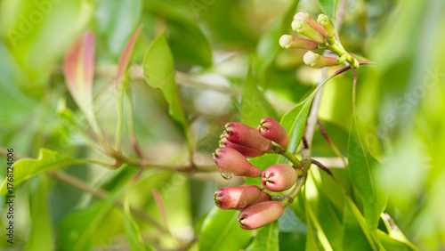 closeup of red clove fruit and flower bud on tree branch of syzygium aromaticum, sulawesi, indonesia