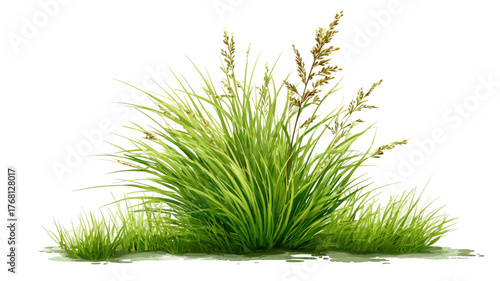 tuft of green grass fresh blades natural lawn clump meadow vegetation outdoor plant element isolated on white background