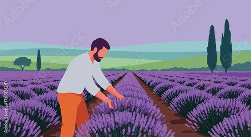 Harvesting lavender field man working agriculture rural landscape editable stock