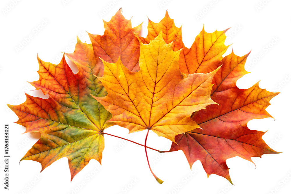 Obraz premium Maple autumn leaves isolated on White Background ,PNG. AI Generated 