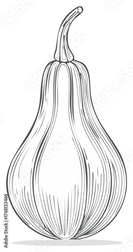 Elegant Hand Drawn Gourd Squash Vegetable Outline Illustration for Seasonal Designs