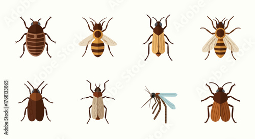 Diverse insect collection showcasing various species and anatomical features displayed on a clean