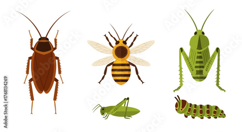 Colorful insect illustration featuring a cockroach a bee grasshoppers and a caterpillar