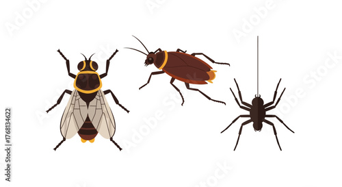Diverse insect collection showcasing fly, cockroach, and spider on a neutral background creating