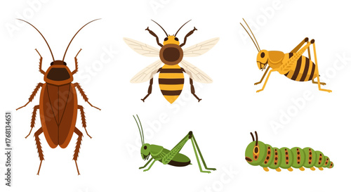 Collection of diverse insects including cockroach bee grasshopper and caterpillar illustration