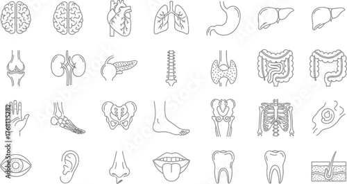 Vector Illustration of Human Anatomy Icons: Organs, Skeleton, Body Parts, Medical Symbols