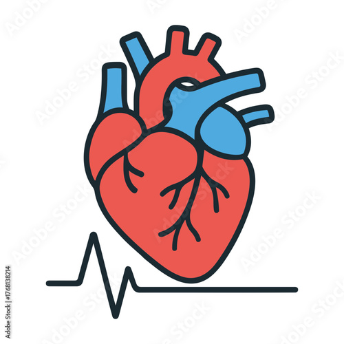 Vector illustration of a heart with red ventricles and blue arteries next to an ekg readout