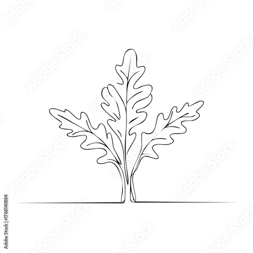 Arugula plant drawn with one continuous line minimalist botanical sketch
