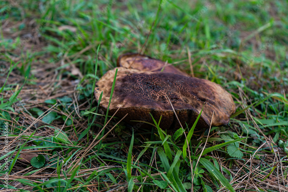 Obraz premium Non-Bitter Tylopilus in the forest