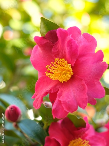 pink camellia sasanqua in full blooming