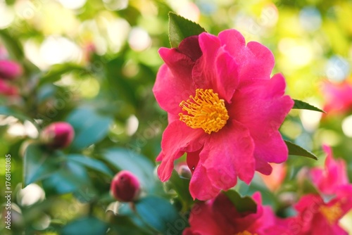 pink camellia sasanqua in full blooming
