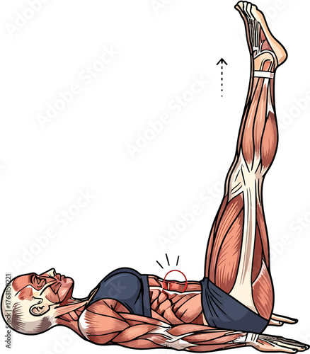Anatomy illustration of a person performing a leg raise exercise, highlighting abdominal muscles