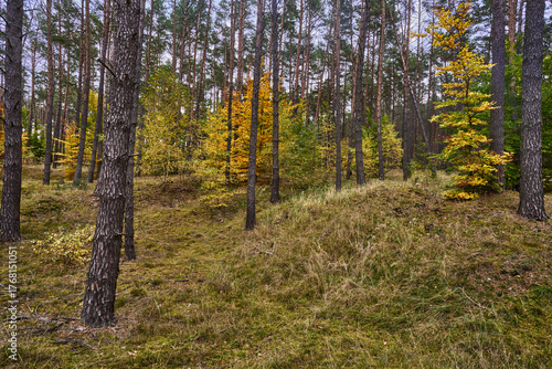 Fototapeta Naklejka Na Ścianę i Meble -  Jesienne kolory drzew liściastych w lasach Puszczy Noteckiej, Dolina rzeki Noteć, Polska, Europa