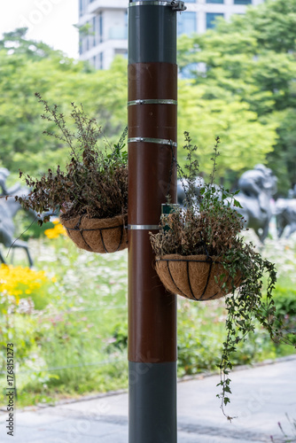 A hanging flower pot with plants attached to a tree trunk using a strap, in the park