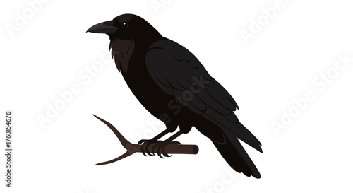 A solitary black crow perched on a branch, isolated on a white background.