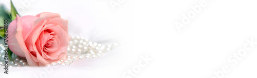 The branch of pink rose on white fabric background
