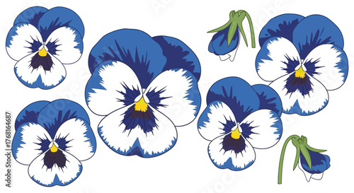 Detailed vector illustration presenting an aesthetic composition of blue and white pansy flowers