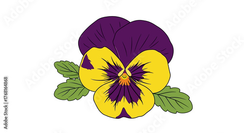 Elegant drawing of a pansy flower with vibrant yellow and purple petals on white