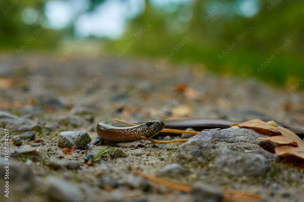 Fototapeta premium snake