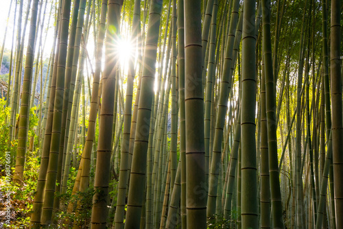 The photo shows bamboo forest near Kyoto, Japan.
