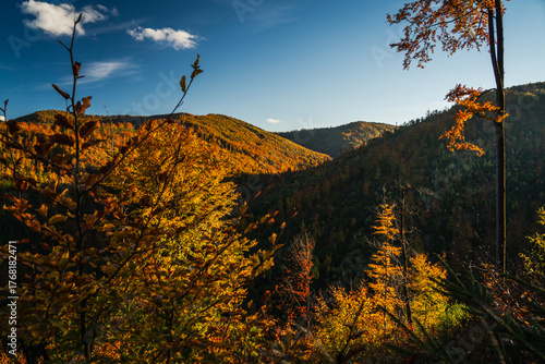 Fototapeta Naklejka Na Ścianę i Meble -  A mountain covered in trees with a blue sky in the background - Beskids Mountains, Poland