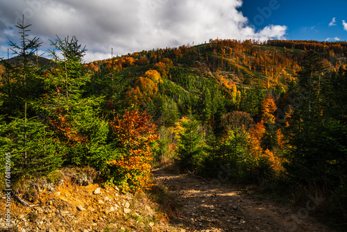 Fototapeta Naklejka Na Ścianę i Meble -  A mountain covered in trees with a blue sky in the background - Beskids Mountains, Poland