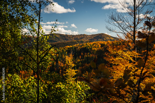 Fototapeta Naklejka Na Ścianę i Meble -  A mountain covered in trees with a blue sky in the background - Beskids Mountains, Poland