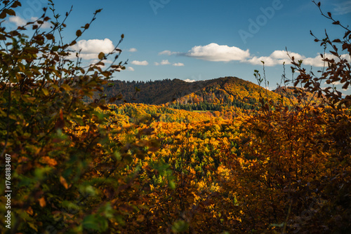 Fototapeta Naklejka Na Ścianę i Meble -  A mountain covered in trees with a blue sky in the background - Beskids Mountains, Poland