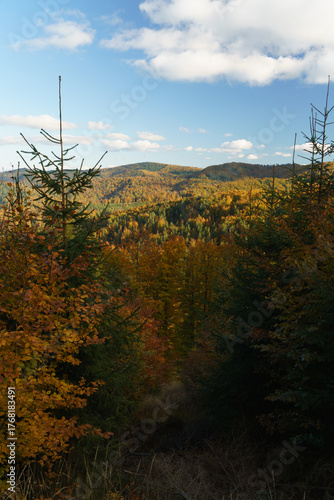 Fototapeta Naklejka Na Ścianę i Meble -  A mountain covered in trees with a blue sky in the background - Beskids Mountains, Poland