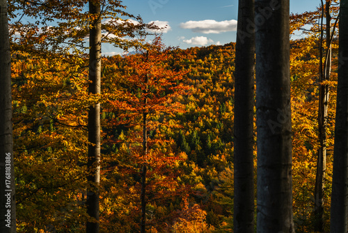 Fototapeta Naklejka Na Ścianę i Meble -  A mountain covered in trees with a blue sky in the background - Beskids Mountains, Poland