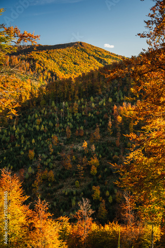 Fototapeta Naklejka Na Ścianę i Meble -  A mountain covered in trees with a blue sky in the background - Beskids Mountains, Poland