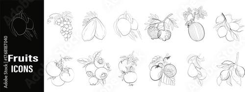 Fruits icons hand drawn coloring book line art collection vector bundle