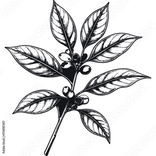 Hand Drawn Coffee Branch with Leaves and Beans Illustration