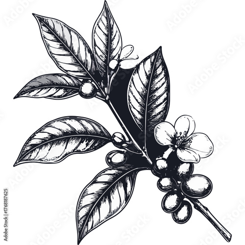 Hand Drawn Coffee Branch with Leaves and Beans Illustration