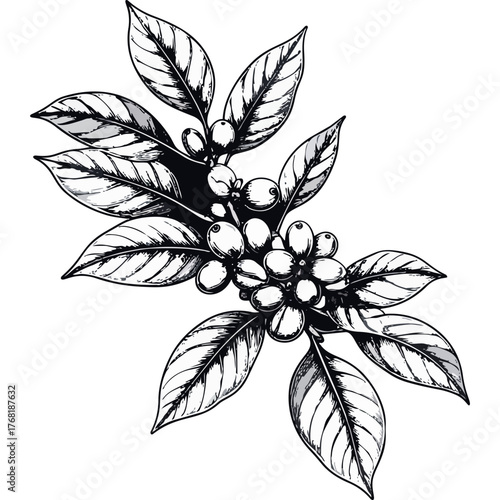 Hand Drawn Coffee Branch with Leaves and Beans Illustration