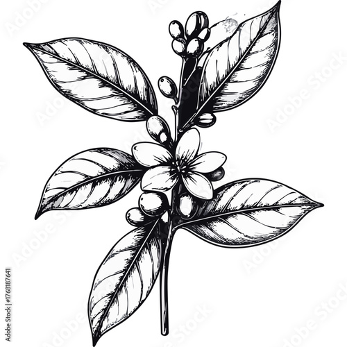 Hand Drawn Coffee Branch with Leaves and Beans Illustration