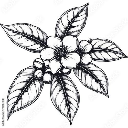 Hand Drawn Coffee Branch with Leaves and Beans Illustration
