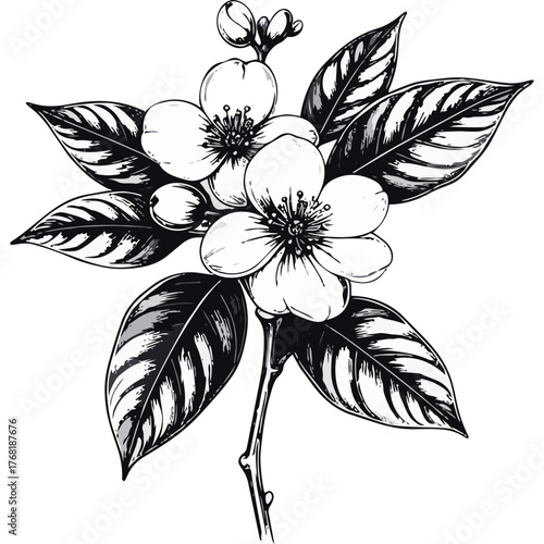 Hand Drawn Coffee Branch with Leaves and Beans Illustration