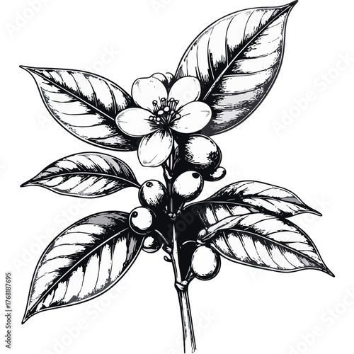 Hand Drawn Coffee Branch with Leaves and Beans Illustration