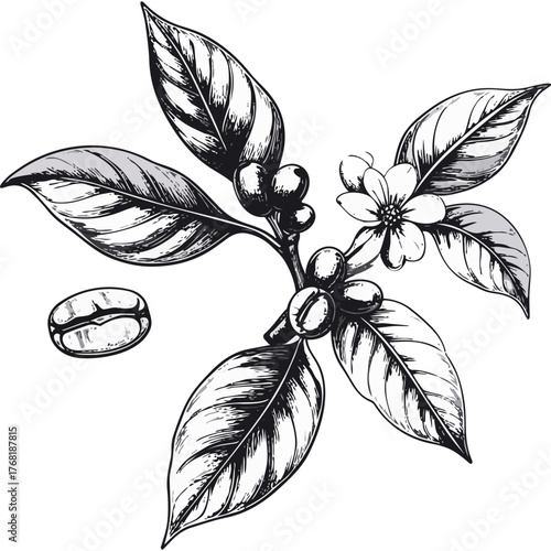 Hand Drawn Coffee Branch with Leaves and Beans Illustration