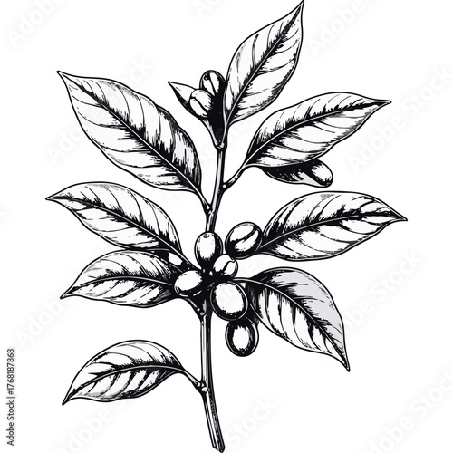 Hand Drawn Coffee Branch with Leaves and Beans Illustration