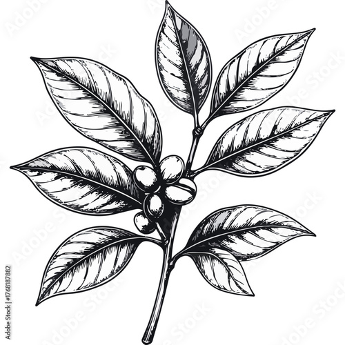 Hand Drawn Coffee Branch with Leaves and Beans Illustration