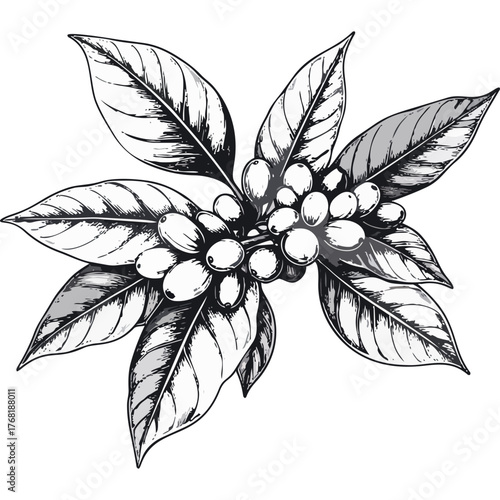 Hand Drawn Coffee Branch with Leaves and Beans Illustration