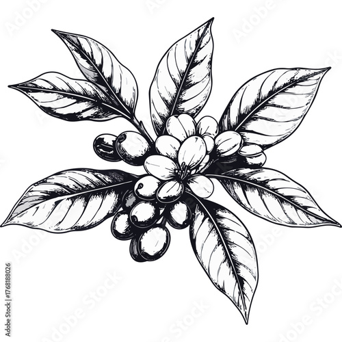 Hand Drawn Coffee Branch with Leaves and Beans Illustration